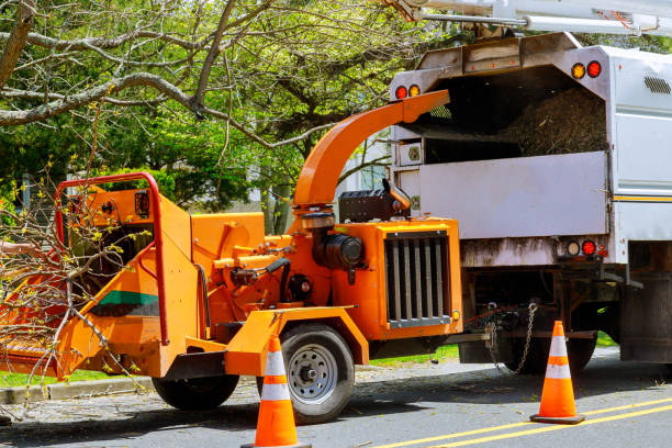 How Our Tree Care Process Works  in  Goldsby, OK