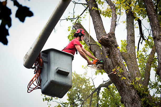 Leaf Removal in Goldsby, OK